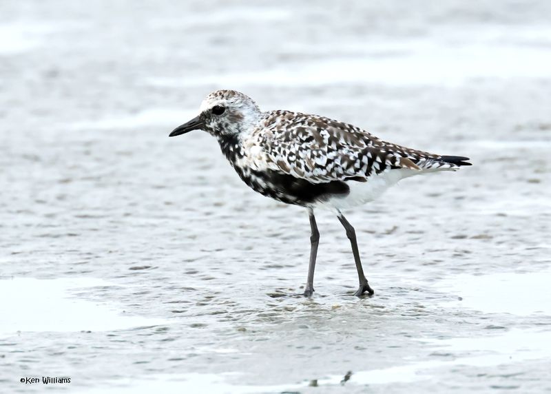 Black-bellied Plover, S. Padre Is, TX, 4-23-2025_39az.jpg