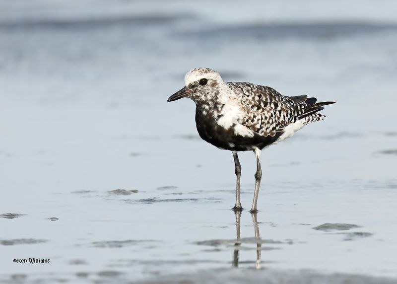 Black-bellied Plover, S. Padre Is, TX, 4-24-2025_5449az.jpg