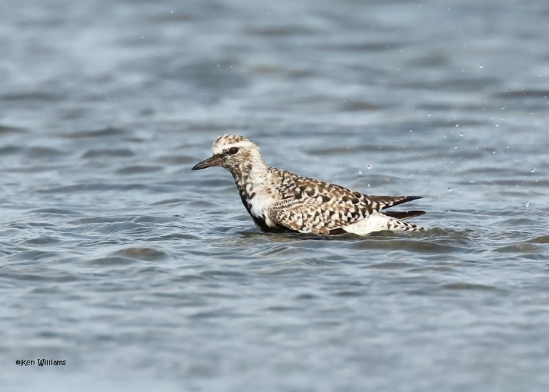 Black-bellied Plover, S. Padre Is, TX, 4-24-2025_5470az.jpg
