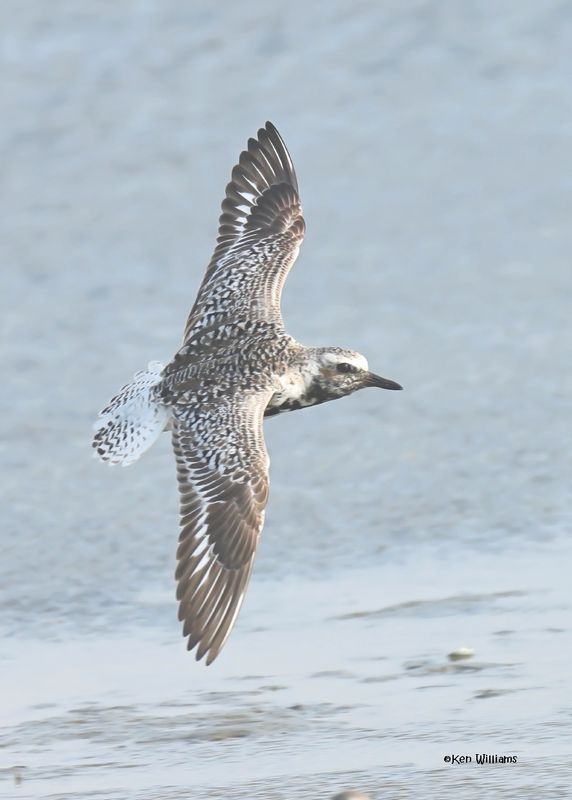 : Black-bellied Plover :