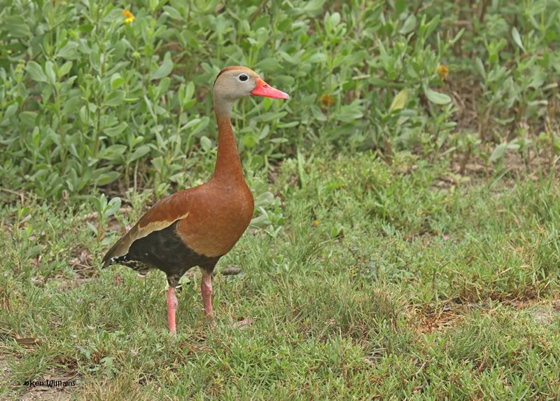:Black-bellied Whistling Duck: