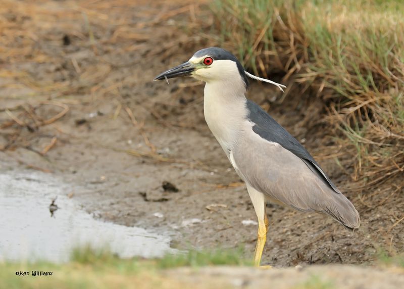Black-crowned Night-Heron, Bolivar Flats, TX, 4-30-2025_2776az.jpg