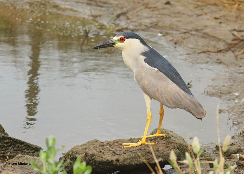 Black-crowned Night-Heron