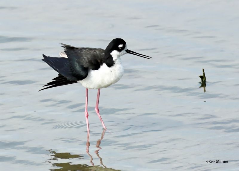 : Black-necked Stilt :