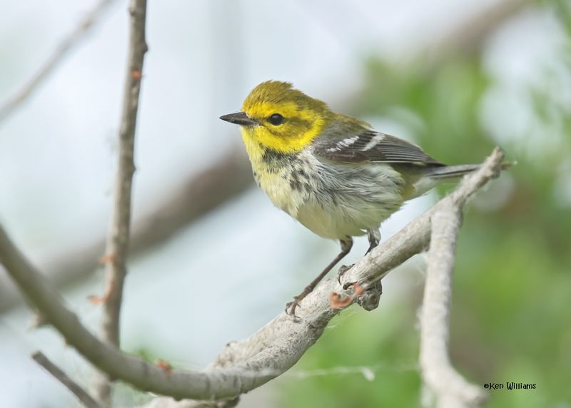 Black-throated Green Warbler female, Port Aransas, TX, 4-28-2025_1295az.jpg