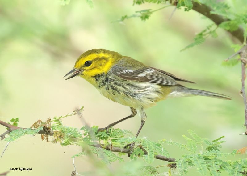 Black-throated Green Warbler female, Port Aransas, TX, 4-28-2025_1425az.jpg