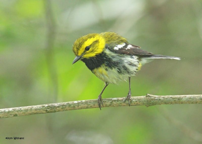 Black-throated Green Warbler male, S. Padre Is, TX, 4-24-2025_6937azD.jpg
