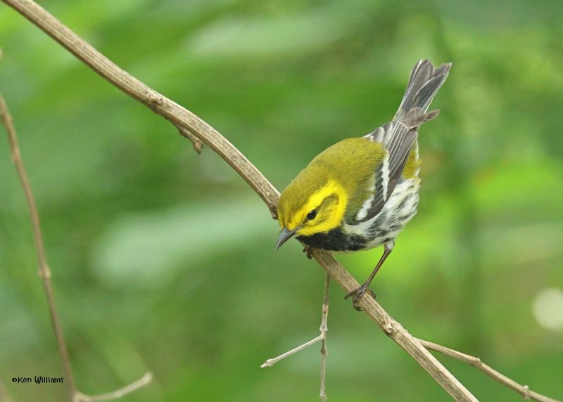 : Black-throated Green Warbler :