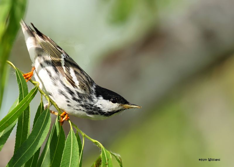 Blackpoll Warbler male, Port Aransas, TX, 4-28-2025_1392az.jpg