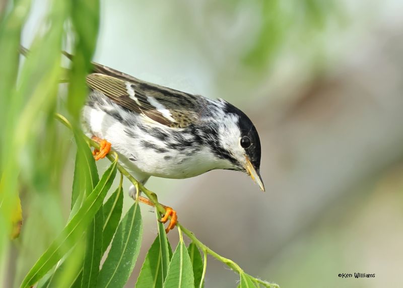 : Blackpoll Warbler :