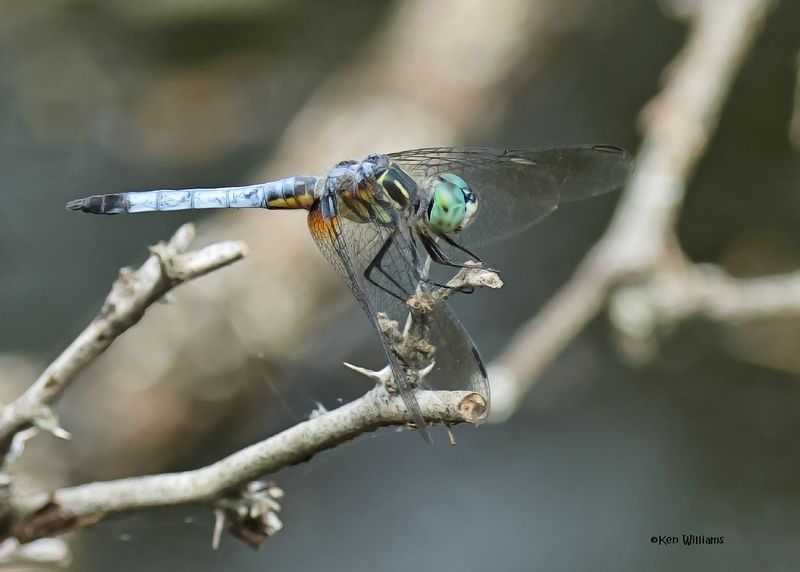 Blue Dasher juvenile, Laguna Atascosa NWR,, TX, 4-23-2025_3141az.jpg