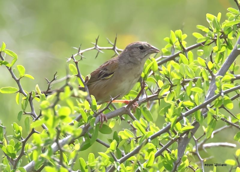 :Botteri's Sparrow: