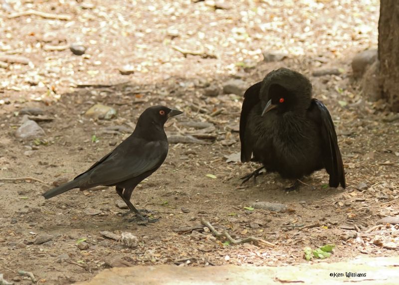 Bronze Cowbird male, Laguna Atascosa NWR,, TX, 4-23-2025_3101azD.jpg
