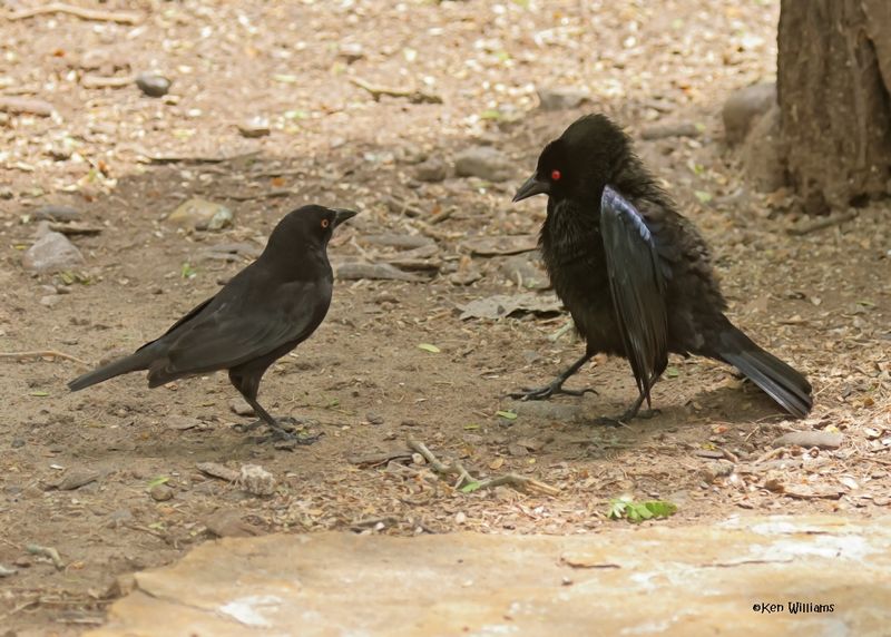 Bronze Cowbird male, Laguna Atascosa NWR,, TX, 4-23-2025_3108azD.jpg