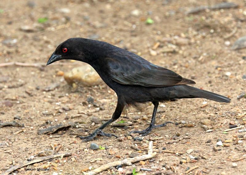 Bronze Cowbird male, Laguna Atascosa NWR,, TX, 4-23-2025_3239azD.jpg