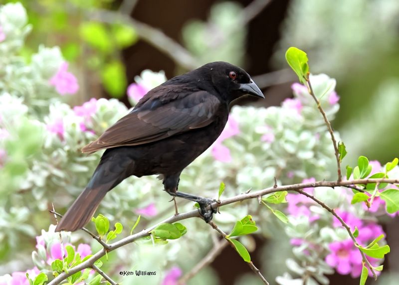 Bronzed Cowbird 