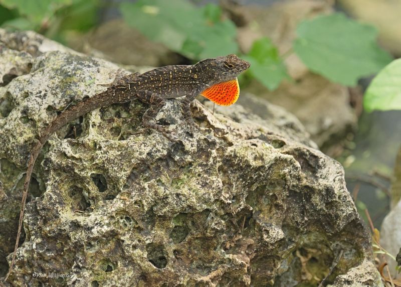 Brown Anole, S. Padre Is, TX, 4-24-2025_6861azD.jpg