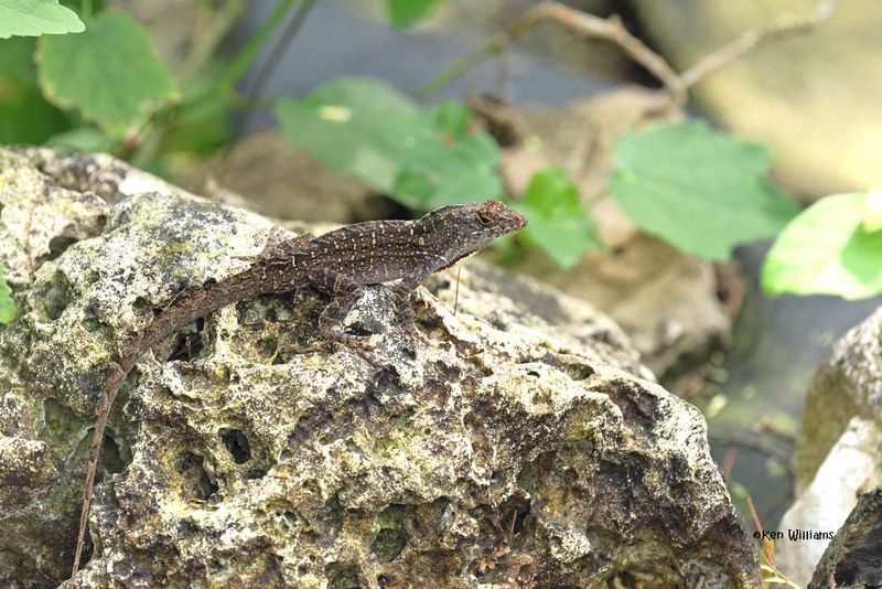 Brown Anole, S. Padre Is, TX, 4-24-2025_6877Daz.jpg