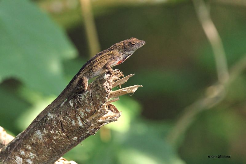 Brown Anole, S. Padre Is, TX, 4-24-2025_7224Daz.jpg