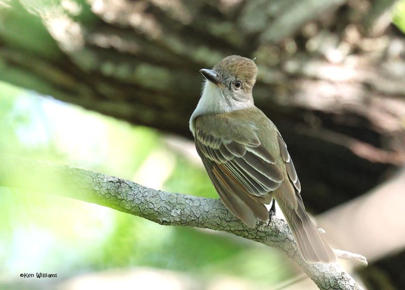 Brown-crested Flycatcher, Estero Llano Grande SP, TX, 4-27-2025_0409Daz.jpg