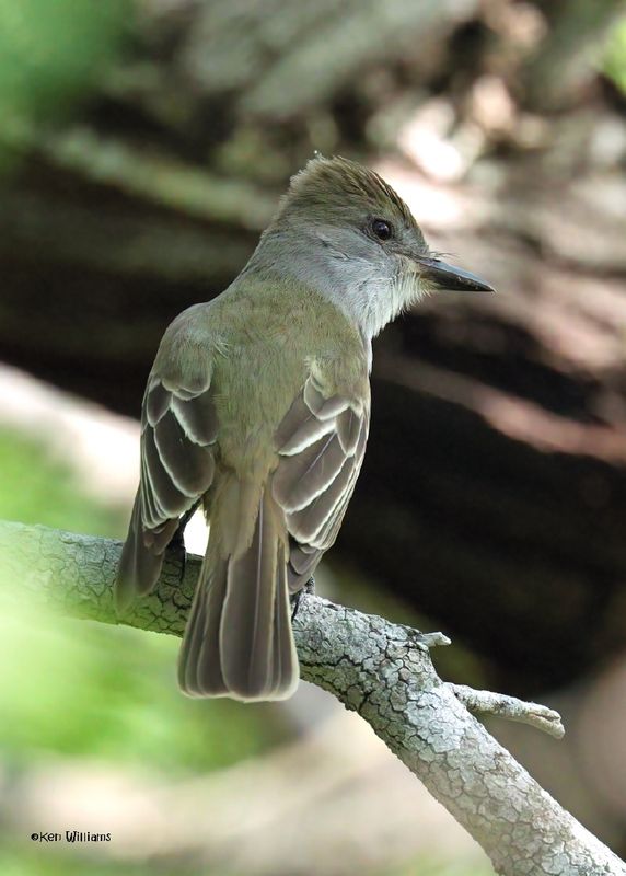 Brown-creasted Flycatcher