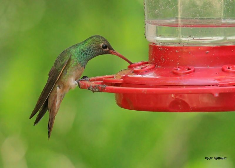 Buff-bellied Hummingbird, Estero Llano Grande SP, TX, 4-27-2025_0251Daz.jpg