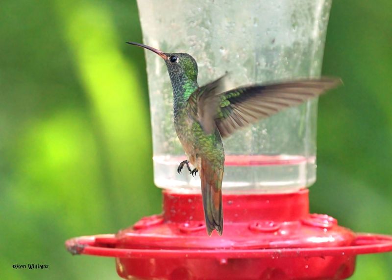 :Buff-bellied Hummingbird: