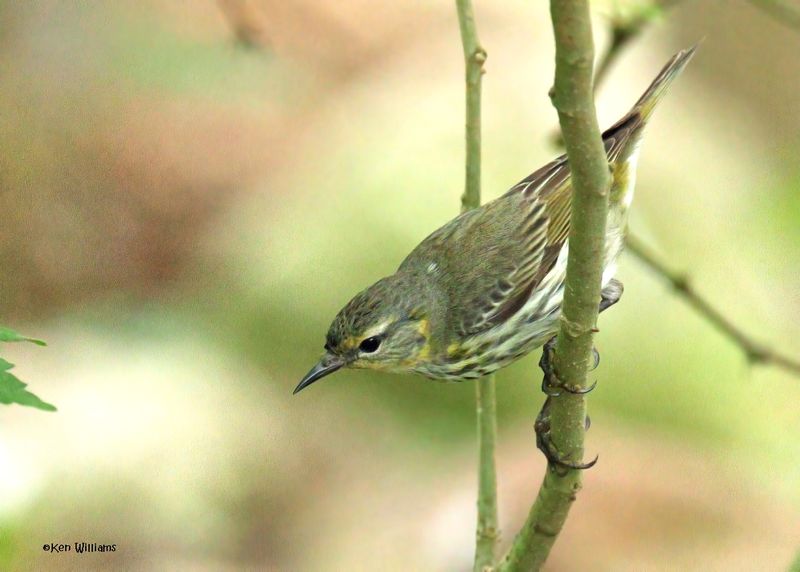 Cape May Warbler female, S. Padre Is, TX, 4-24-2025_6793azD-low-light.jpg