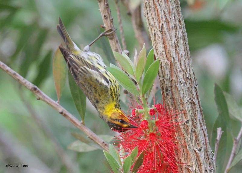 Cape May Warbler male, S. Padre Is, TX, 4-23-2025_1158azD.jpg