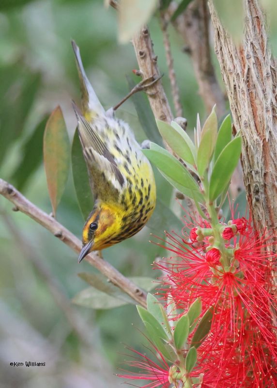 Cape May Warbler male, S. Padre Is, TX, 4-23-2025_1167azD-low-light.jpg