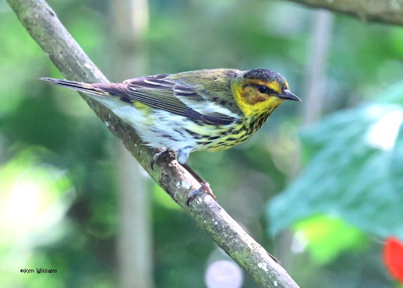 Cape May Warbler male, S. Padre Is, TX, 4-25-2025_7660azD-low-light.jpg