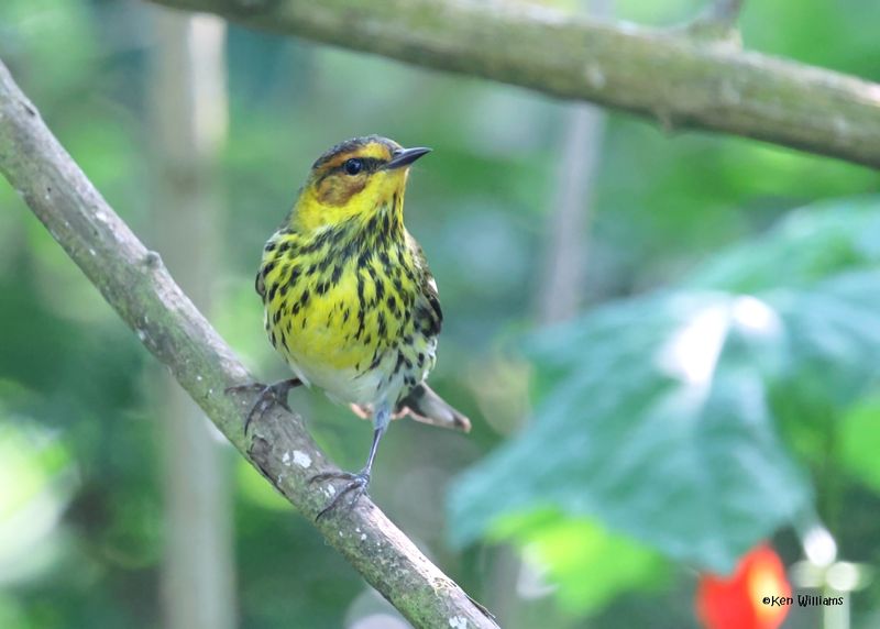 Cape May Warbler male, S. Padre Is, TX, 4-25-2025_7668azD.jpg