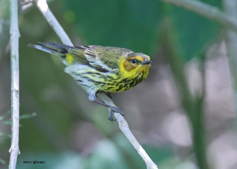 Cape May Warbler male, S. Padre Is, TX, 4-26-2025_8794azD.jpg