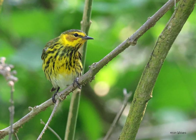 Cape May Warbler male, S. Padre Island, TX, 4-23-2025_4015azD.jpg