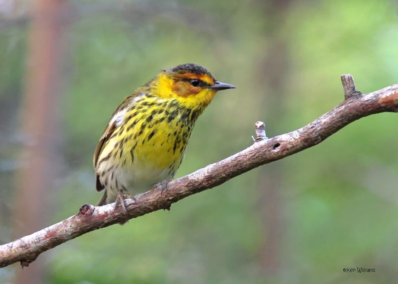 : Cape May Warbler :
