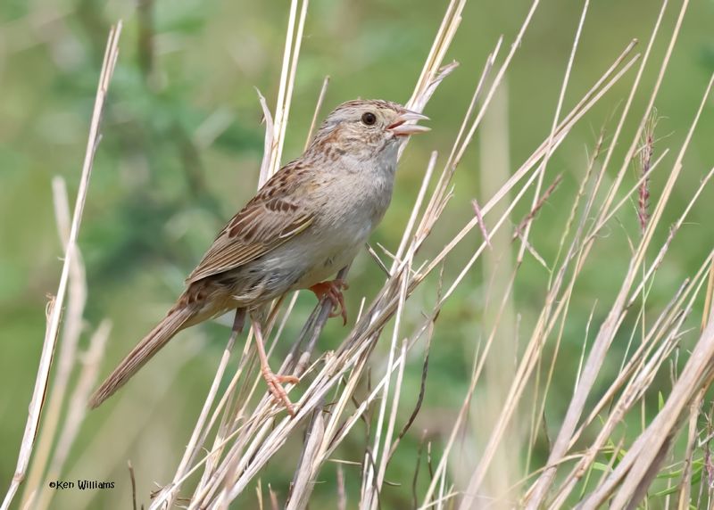 Cassin's Sparrow, Palo Alto Battlefield National Historical Park, TX, 4-25-2025_7603az.jpg