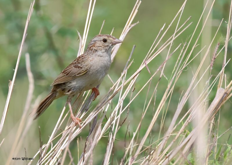 :Cassin's Sparrow: