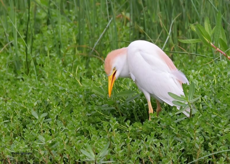Cattle Egret, Lafitte's Cove Nature Preserve, TX, 4-29-2025_2372az2.jpg