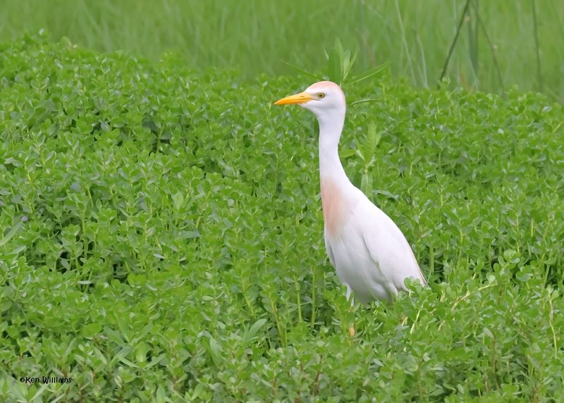 :Egrets: