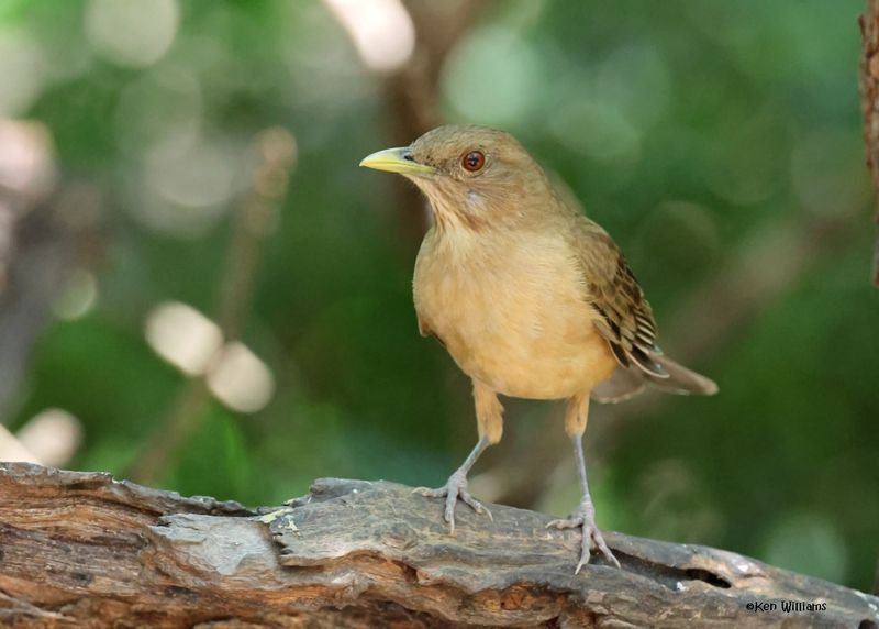 Clay-colored Thrush, Estero Llano Grande SP, TX, 4-27-2025_0053az.jpg