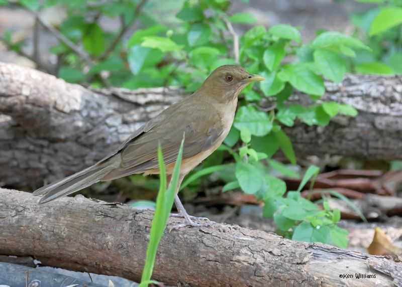Clay-colored Thrush, Estero Llano Grande SP, TX, 4-27-2025_0324az.jpg