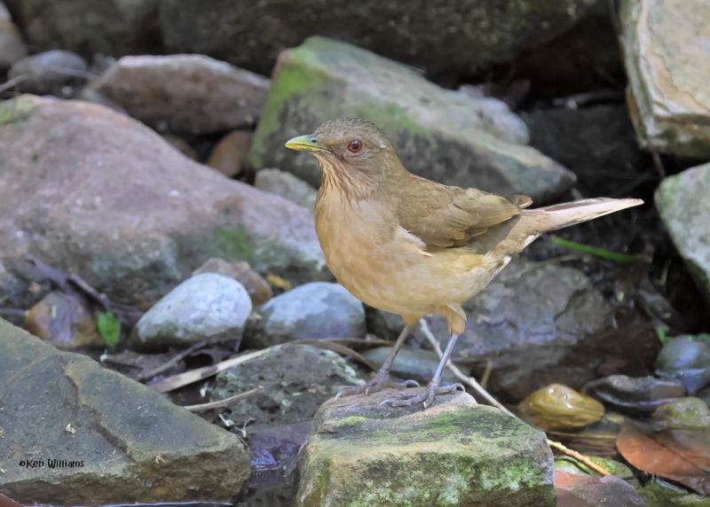 Clay-colored Thrush, Estero Llano Grande SP, TX, 4-27-2025_9416az.jpg