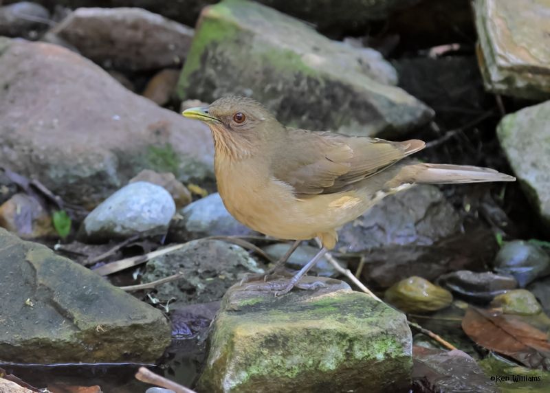 Clay-colored Thrush, Estero Llano Grande SP, TX, 4-27-2025_9422az.jpg