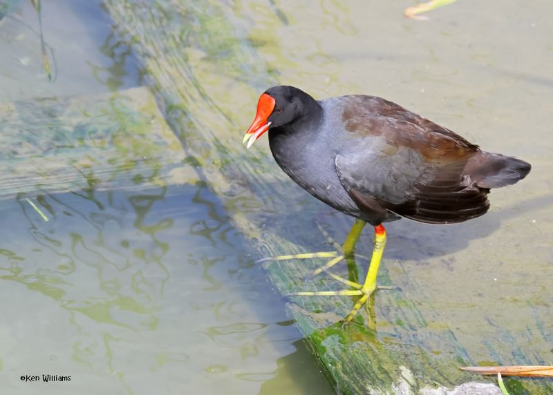 Common Gallinule, Port Aransas, TX, 4-28-2025_1033az.jpg
