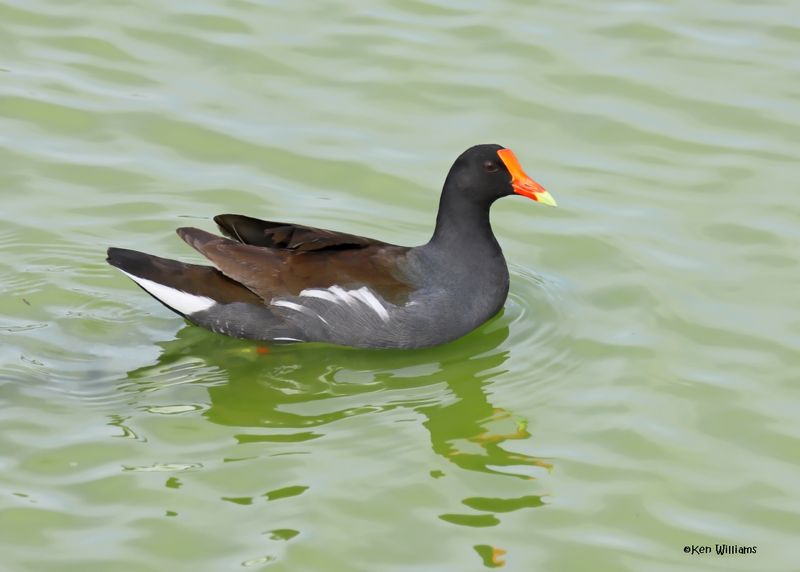 Common Gallinule, Port Aransas, TX, 4-28-2025_1214az.jpg