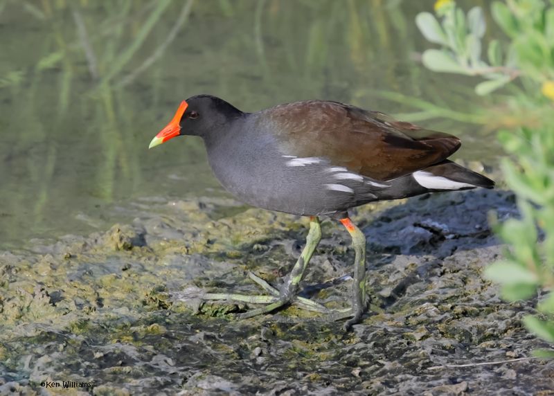 Common Gallinule, Port Aransas, TX, 4-28-2025_1599az.jpg