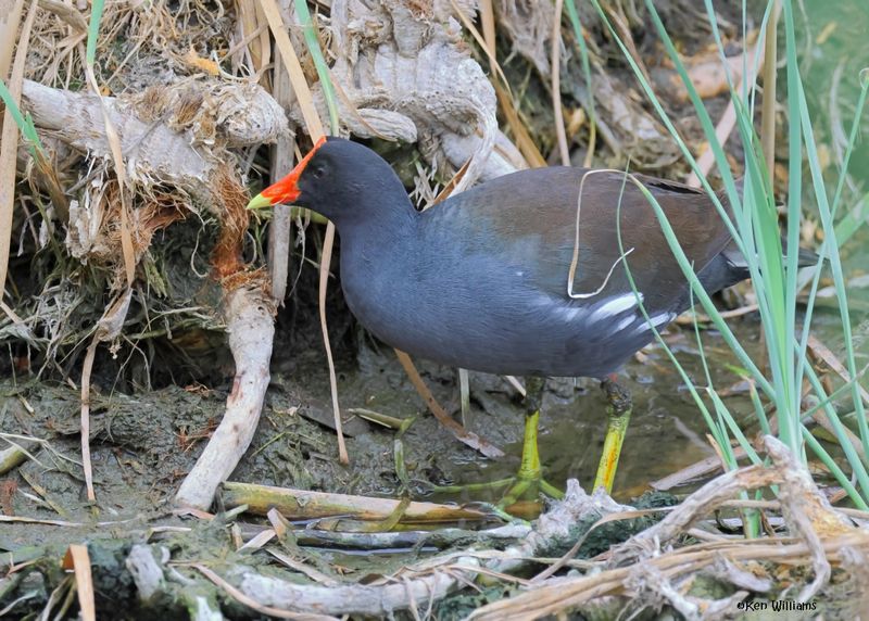 Common Gallinule, S. Padre Is, TX, 4-22-2025_0881az.jpg