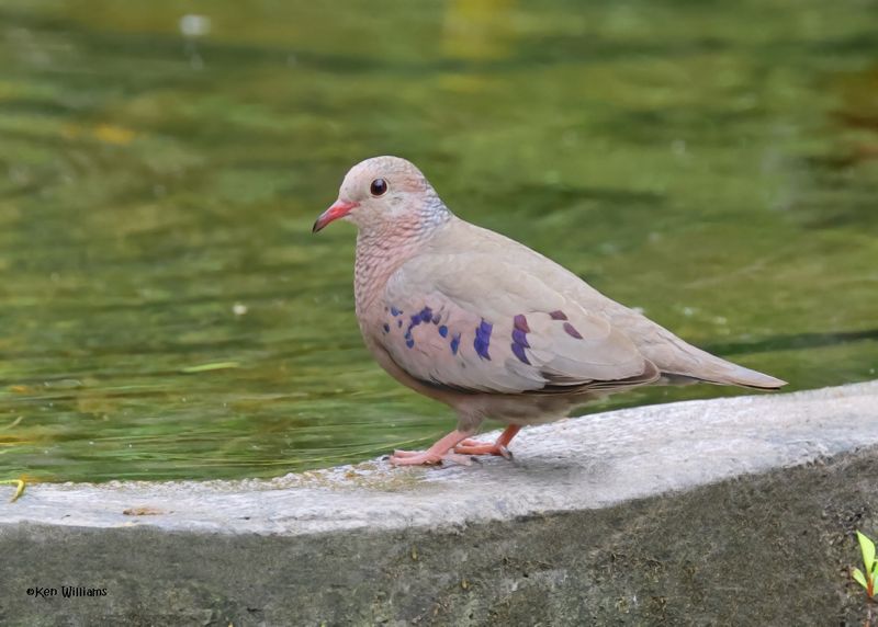 Common Ground Dove, Laguna Vista Nature Trail, TX, 4-23-2025_3508az.jpg