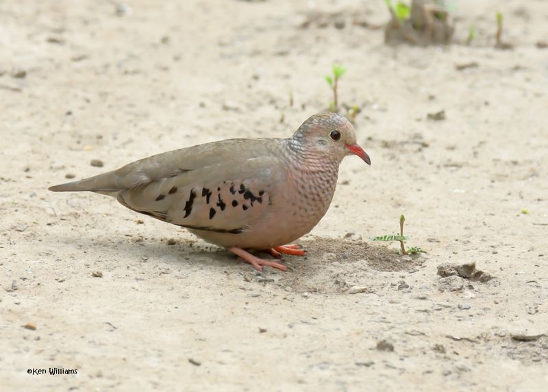 Common Ground Dove, Laguna Vista Nature Trail, TX, 4-23-2025_3526az.jpg