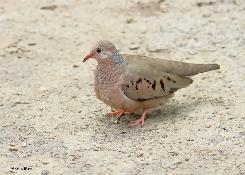 Common Ground Dove, Laguna Vista Nature Trail, TX, 4-23-2025_3555az.jpg